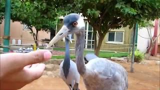 عبيد العوني في محمية مهند العمر  للطيور النادرة   الجزء الاول wildlife desert