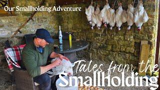 Sustainable Harvest: Raising Ducks for Self-Sufficient Meat Supply | Smallholding Farming Tips