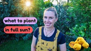 22 HEAT tolerant EDIBLE PLANTS for full sun ️ EASY to grow food!