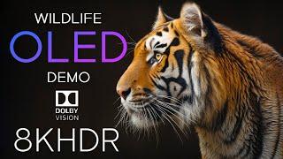 Wildlife OLED Demo HDR 4K Ultra HD Dolby Vision™ 60fps