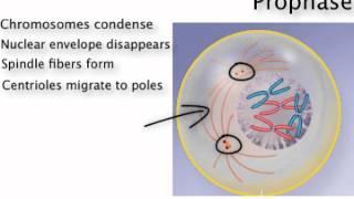 Chapter 4   Mitosis