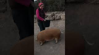 Will this help us save money? Feeding our pigs cactus for the first time.