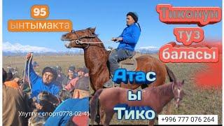 Тиконун баласы