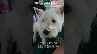 희복이와 우이동 계곡 다녀왔습니다~ #westie #화이트테리어 #반려견순찰대 #계곡