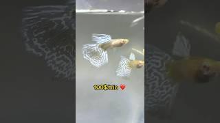 Most Expensive Guppy Fish - Albino White Tiger Guppy Fish