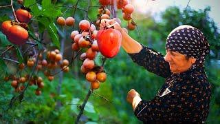 AZERBAIJAN AUTUMN - Sweet Grandma Made Red Persimmon Sweets with Walnuts