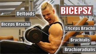 The BEST Science-Based BICEP Workout |Adam Tari - Pro-Physique