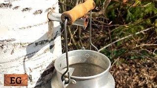 Tapping a Birch Tree for Sap