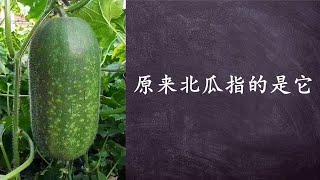 俗稱小冬瓜：如何種植毛瓜（節瓜）？毛瓜的管理和施肥 （Wax Gourd)