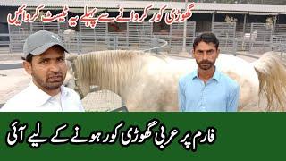 Arabian Horse Farm In pakistan | Tm Farm