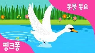 아름다운 백조 | 백조송 | 동물 동요 | 핑크퐁! 인기동요