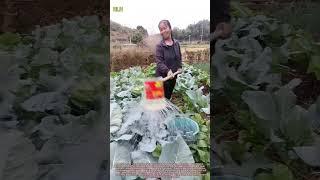 Plastic Bucket Transformed! Genius DIY Watering Tool
