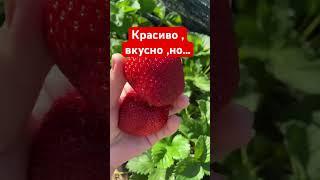 Красивый сорт клубники ,но … #дача #сорт #клубника