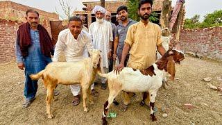 Beopari K Sath Behas Bahut Mushkil Se Sauda Hua Aaj | Qurbani K 3 Bakray Khareed Liye | Live Soda