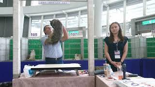 Tica Cat Show，英國長毛貓British Longhair（Male） in Taiwan，2018/Atem Savin