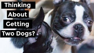 Should You Get A Second Boston Terrier?