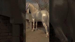 so beautiful horse