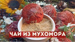 Мухоморный чай. Как принимать красный мухомор для лечения.