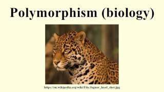 Polymorphism (biology)