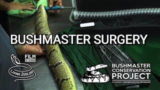 Deadly venomous Central American bushmaster surgery, radio tracking, pit viper conservation