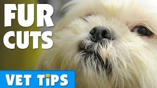 Tips for cutting your dogs hair | Bondi Vet