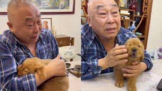 Gold ”went home” and grandpa cried into tears when he saw it [Hanhan Gold and Shuai Shuai Silver]]