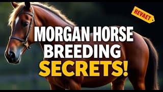 Morgan Horse Breeding Secrets Revealed