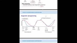Геномный импринтинг и репрограмминг