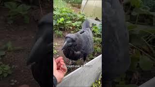 The crow came back with money in its beak to express gratitude to its benefactor #shorts #animals