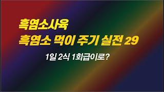 29 흑염소 사육   흑염소 먹이 주기 실전