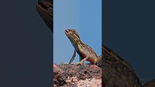 Colourful Beauty in action | Fan throated lizard | #wildlife #animals #nature #shorts #nikon