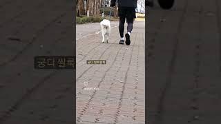 빵싯빵싯 걷는 햅삐독 호수 산책 쪼아~   /  #유기견입양 #귀여운강아지 #귀여운 #강아지 #shorts #호수