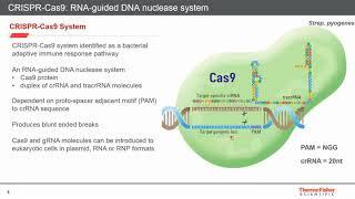 A Workflow for Knock-in Genome Editing: Simplified