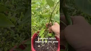 Home grown vegetable | Home Garden | #shorts