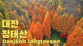 대전 장태산 메타세콰이어숲 드론영상 Daejeon Jangtaesan metasequoia forest  drone video