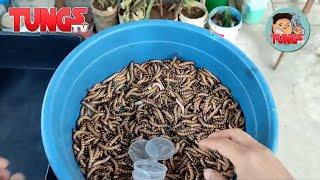 Superworm Breeding  for beginners (in one episode) TUNGS TV ep44