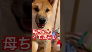 離れたくない理由は…芋！？爆笑柴犬の日常　#子犬　#柴犬　#犬　#おもしろ #犬のいる暮らし