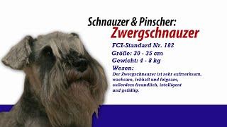 Meister Petz TV - Zwergschnauzer