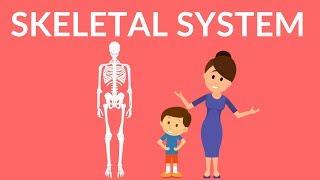 Skeletal System | Human Skeleton