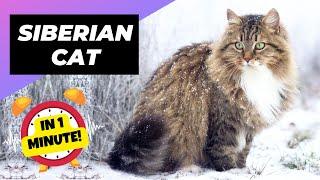 Siberian Cat - In 1 Minute!  One Of The Most Expensive Cats In The World | 1 Minute Animals