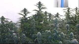 A look inside a super size medical marijuana grow-op