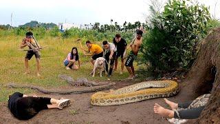 6 Brave Hunters With Pitbull Dog Confront 3 Giant Ferocious Pythons To Save The Girl, Wild Hunter TV