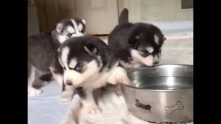 These Adorable Pups are learning to drink