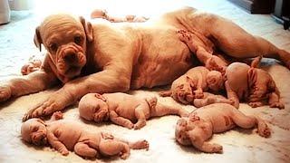 Dog Gives Birth But Then The Doctor Discovers They Are NOT Puppies!