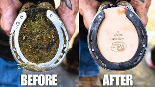 Satisfying Full Horse Hoof Restoration | 4K FARRIER ASMR