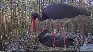 Black Stork Nest in Karula, (Karl II and Kaia) 2021