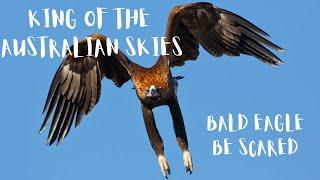 Wedge-Tailed Eagle: The King of Australian Skies | Aussie Animals