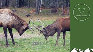 Roaring Irish red stag hunt with a rifle