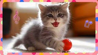 Little Cat, Big Adventure | Kitten & Kids Songs