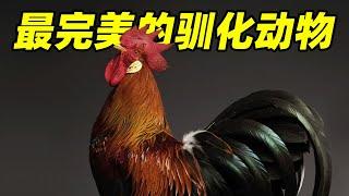 【驯化动物05】献上自己的身体让恐龙再次伟大!make dinosaurs great again!